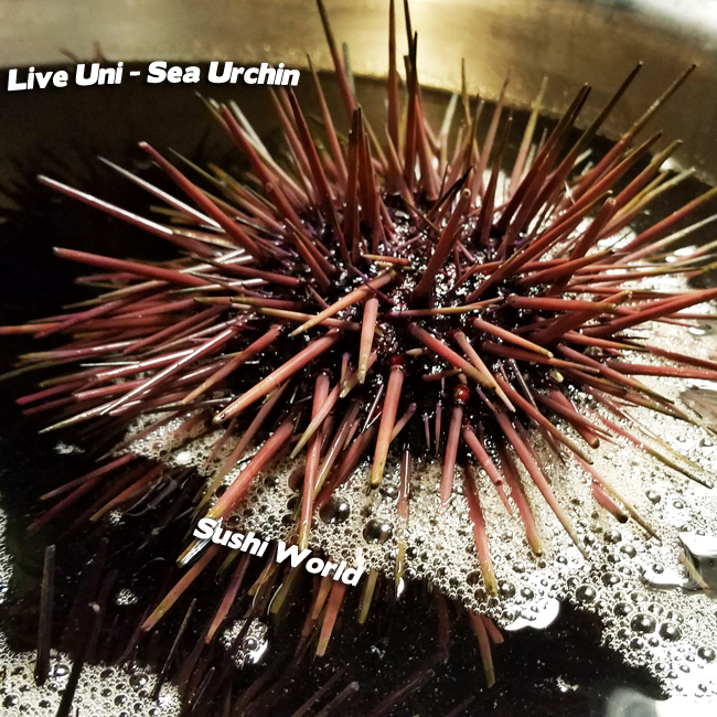 Live Sea Urchin (Uni), each