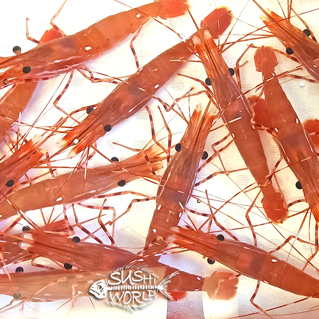 Live Sweet Shrimp Amaebi Deep Fried Heads Cypress Orange County OC Sushi World